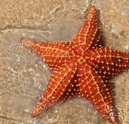 starfish